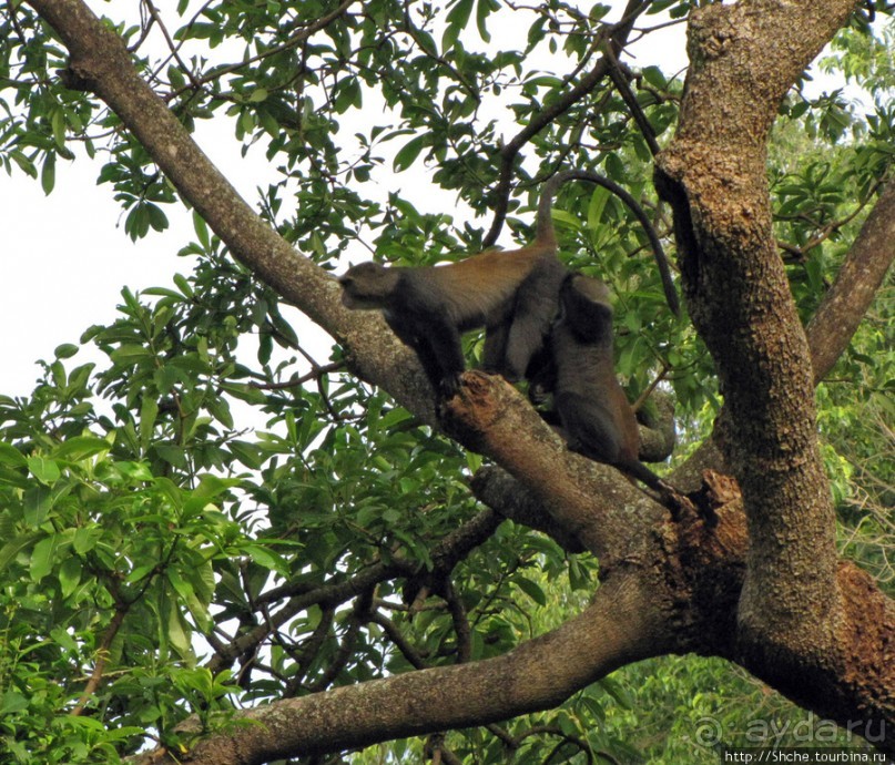 Семья диких обезьян : " Доброе утро, вы уже в Африке!"