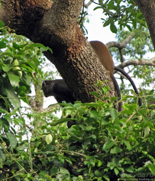 Семья диких обезьян : " Доброе утро, вы уже в Африке!"