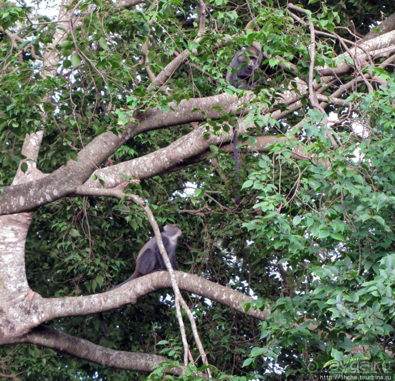 Семья диких обезьян : " Доброе утро, вы уже в Африке!"