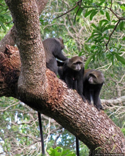 Семья диких обезьян : " Доброе утро, вы уже в Африке!"