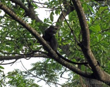 Семья диких обезьян : " Доброе утро, вы уже в Африке!"