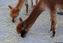 Гигантский муравьед, снежный барс и красная панда