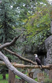 Гигантский муравьед, снежный барс и красная панда