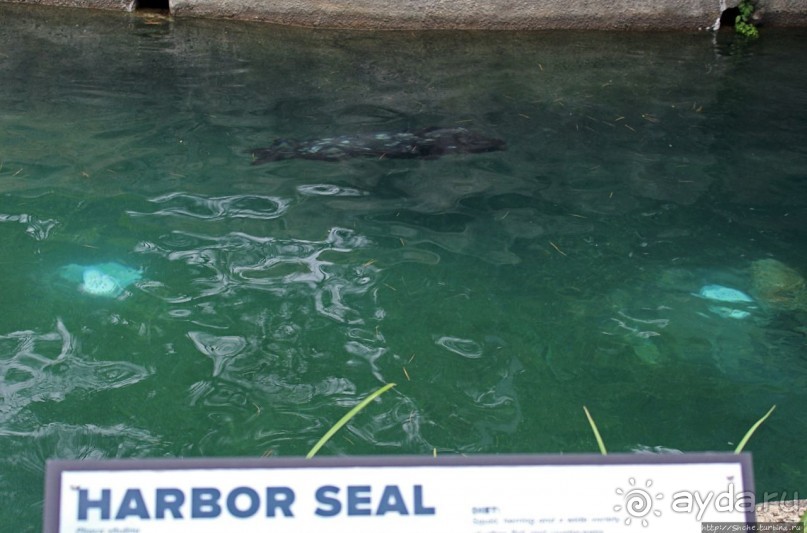 Гигантский муравьед, снежный барс и красная панда