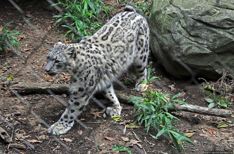 Гигантский муравьед, снежный барс и красная панда
