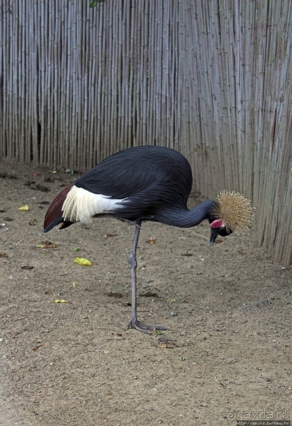 Гигантский муравьед, снежный барс и красная панда