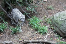 Гигантский муравьед, снежный барс и красная панда
