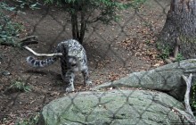 Гигантский муравьед, снежный барс и красная панда