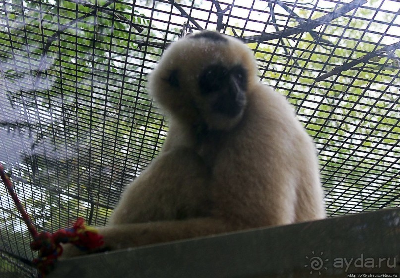 Гигантский муравьед, снежный барс и красная панда