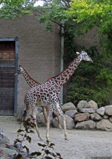 Гигантский муравьед, снежный барс и красная панда