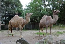 Гигантский муравьед, снежный барс и красная панда