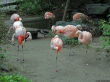 Гигантский муравьед, снежный барс и красная панда