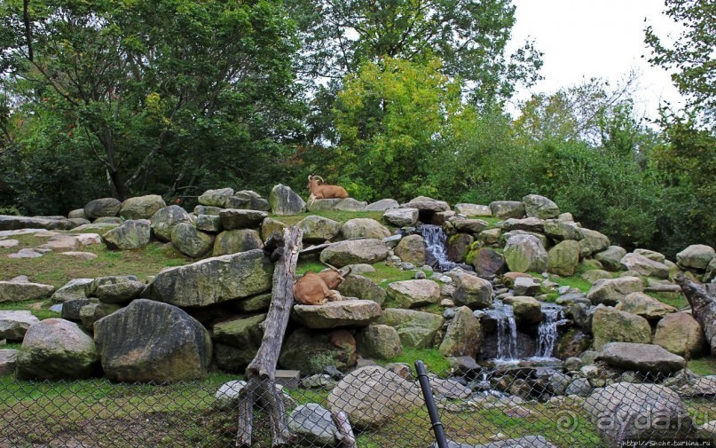 Гигантский муравьед, снежный барс и красная панда