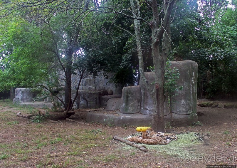 Гигантский муравьед, снежный барс и красная панда