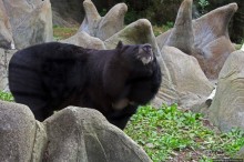 Гигантский муравьед, снежный барс и красная панда