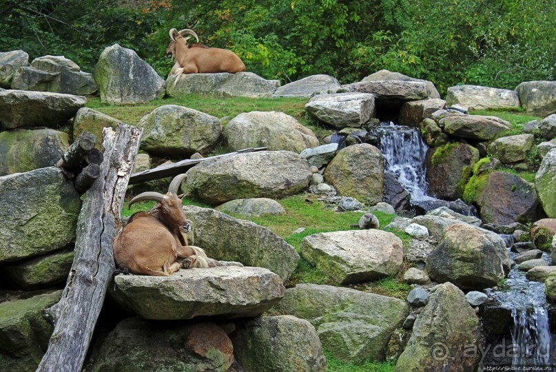 Гигантский муравьед, снежный барс и красная панда