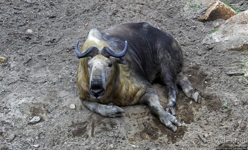 Гигантский муравьед, снежный барс и красная панда
