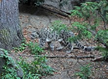 Гигантский муравьед, снежный барс и красная панда