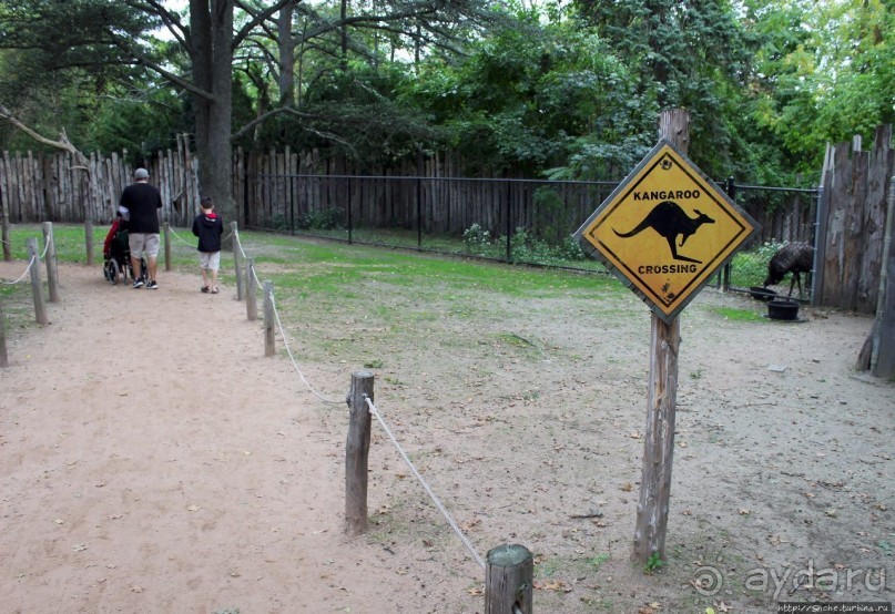 Гигантский муравьед, снежный барс и красная панда