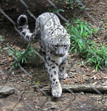 Гигантский муравьед, снежный барс и красная панда