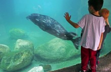 Гигантский муравьед, снежный барс и красная панда