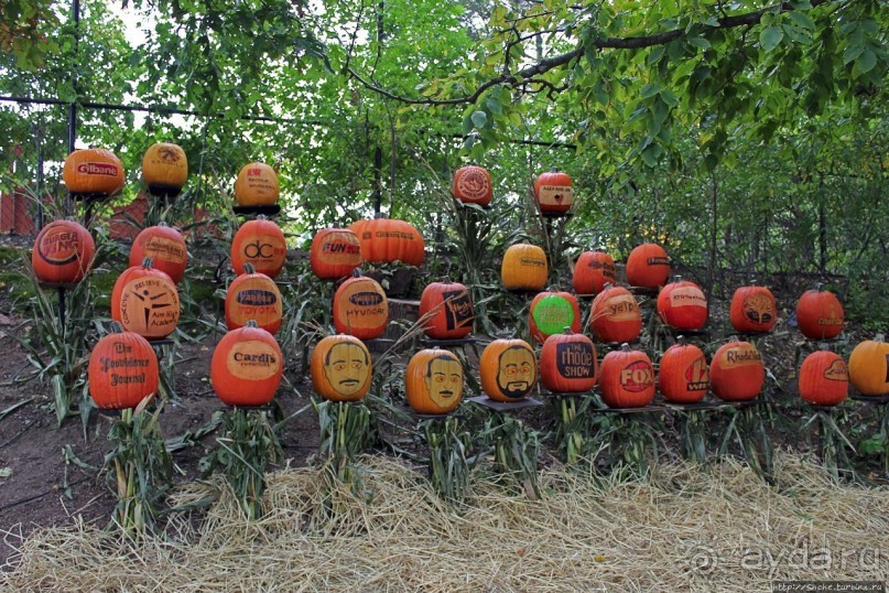 Гигантский муравьед, снежный барс и красная панда