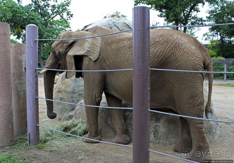 Гигантский муравьед, снежный барс и красная панда