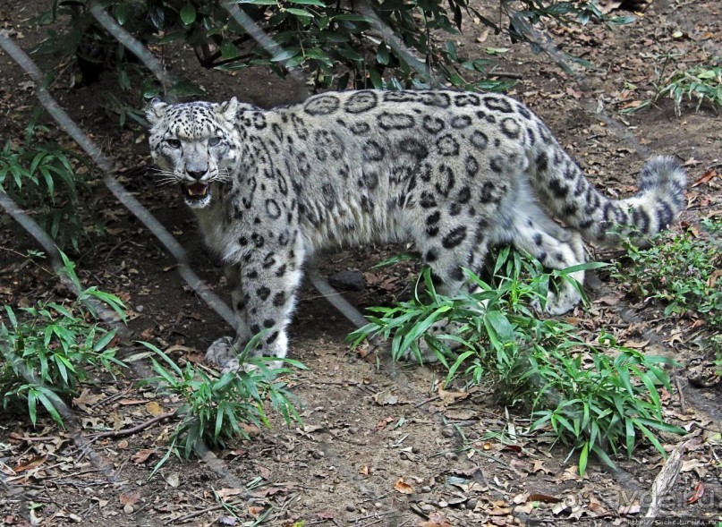 Гигантский муравьед, снежный барс и красная панда