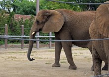 Гигантский муравьед, снежный барс и красная панда