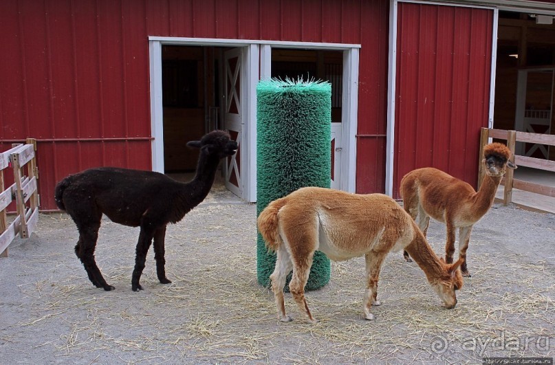 Гигантский муравьед, снежный барс и красная панда