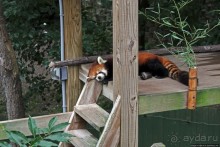 Гигантский муравьед, снежный барс и красная панда