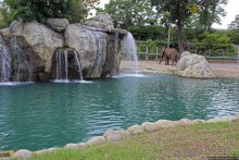 Гигантский муравьед, снежный барс и красная панда