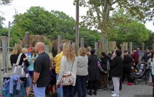 Гигантский муравьед, снежный барс и красная панда