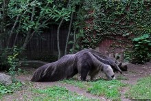 Гигантский муравьед, снежный барс и красная панда