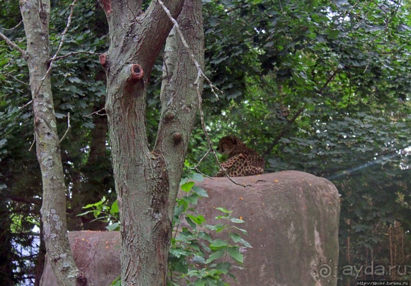 Гигантский муравьед, снежный барс и красная панда