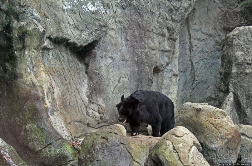 Гигантский муравьед, снежный барс и красная панда