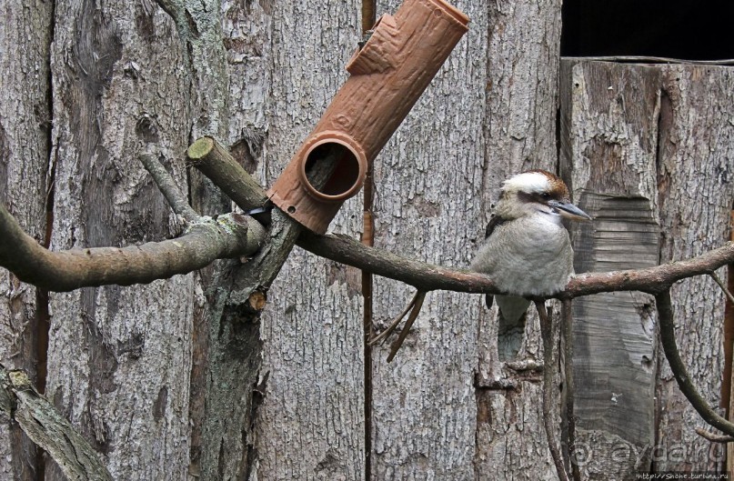 Гигантский муравьед, снежный барс и красная панда