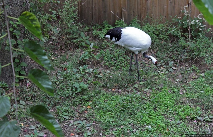 Гигантский муравьед, снежный барс и красная панда