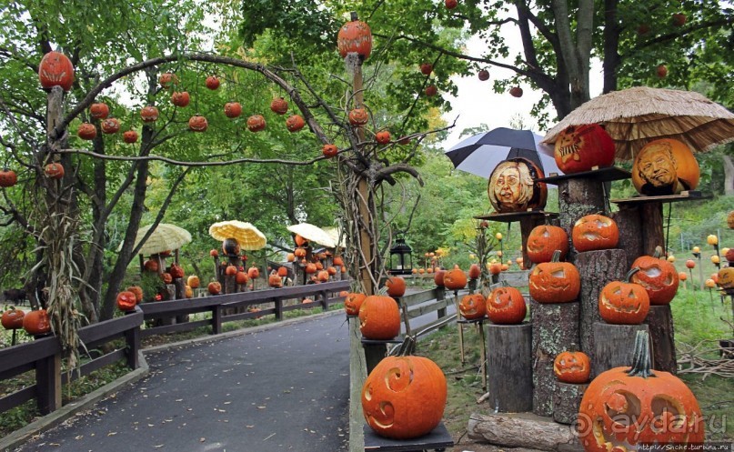 Гигантский муравьед, снежный барс и красная панда