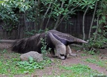 Гигантский муравьед, снежный барс и красная панда