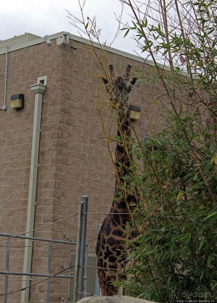 Гигантский муравьед, снежный барс и красная панда