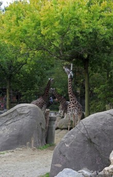 Гигантский муравьед, снежный барс и красная панда