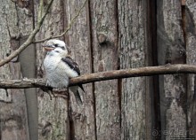 Гигантский муравьед, снежный барс и красная панда