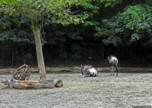 Гигантский муравьед, снежный барс и красная панда