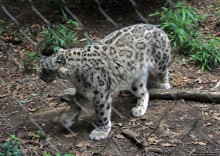 Гигантский муравьед, снежный барс и красная панда