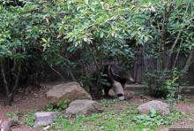 Гигантский муравьед, снежный барс и красная панда