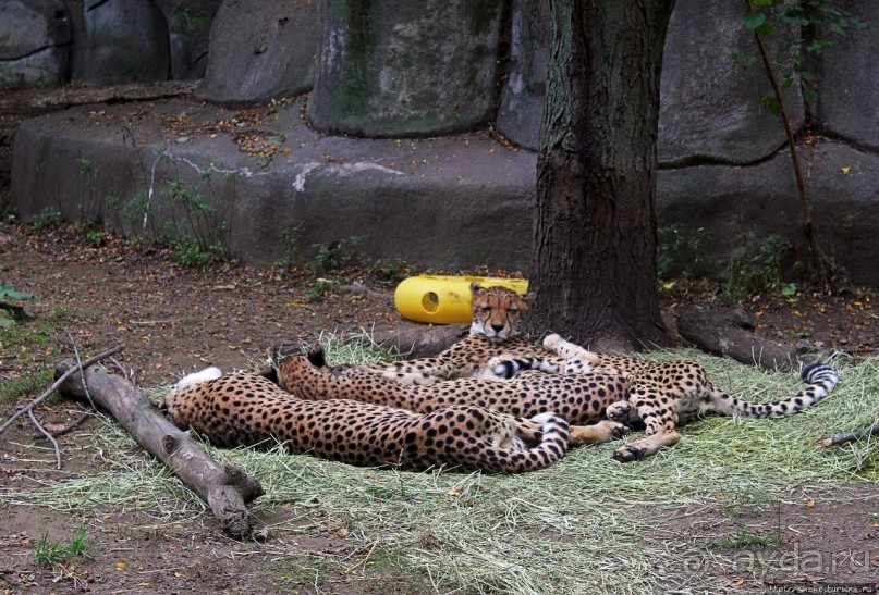 Гигантский муравьед, снежный барс и красная панда