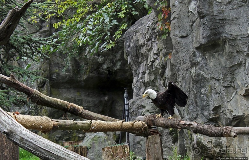 Гигантский муравьед, снежный барс и красная панда