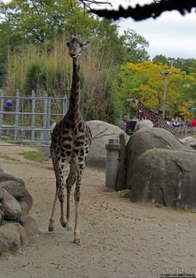 Гигантский муравьед, снежный барс и красная панда