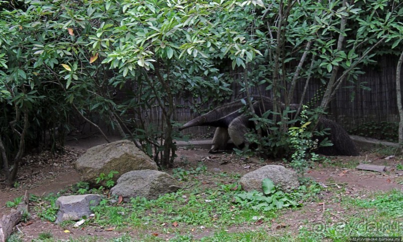 Гигантский муравьед, снежный барс и красная панда
